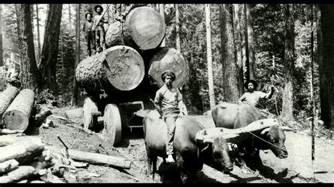 SPECIAL A SHORT HISTORY OF LOGGING Mules Oxen Trains Log Rolling