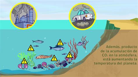 O Que é Acidificação Dos Oceanos Librain