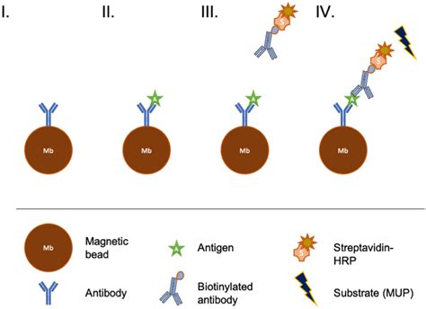 Schematics Of The Sequential Protocol Of Immuno Capture Of The Antigen