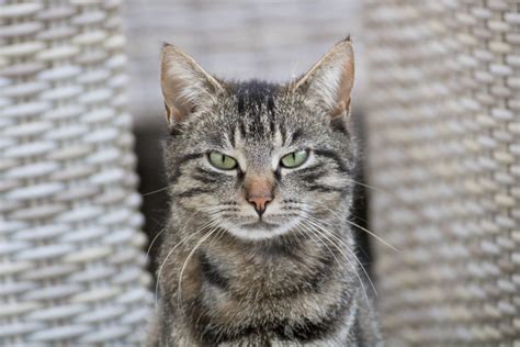 Signification Spirituelle Du Chat Tigr Marron Et Gris Medyom