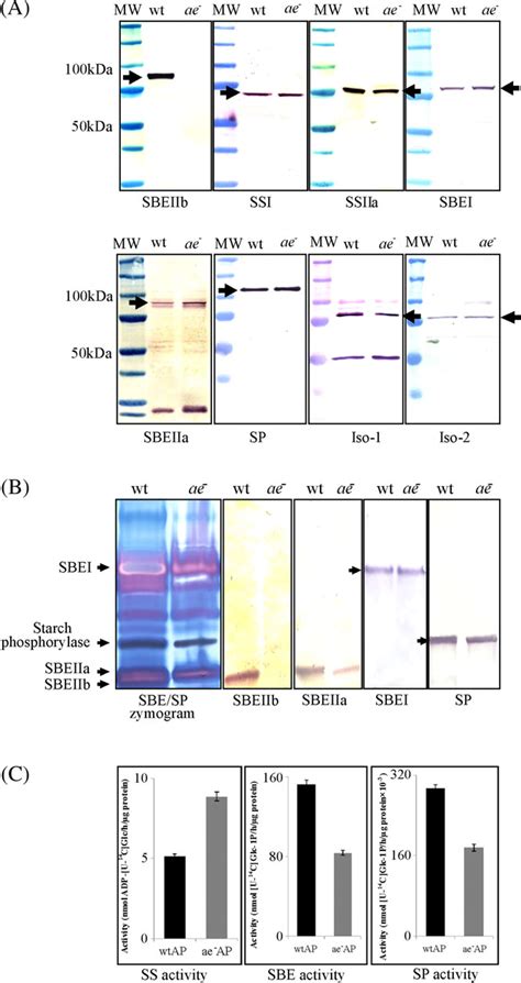 Figure From The Amylose Extender Mutant Of Maize Conditions Novel