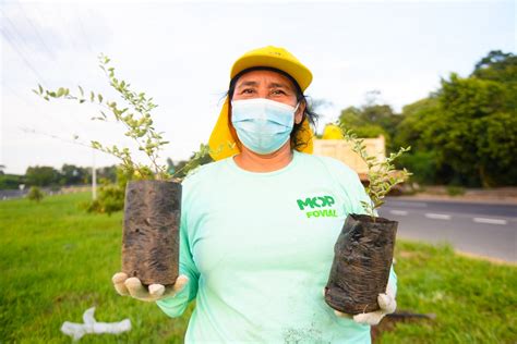 MOP Verde Reforestación para compensar el daño ambiental El