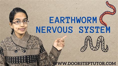 Earthworm Nervous System Doorsteptutor Neet Ug Youtube