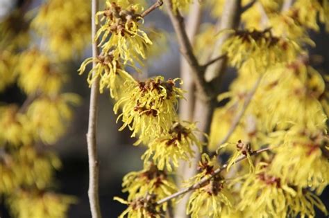 Toverhazelaar Arnolds Promise Hamamelis Intermedia Arnolds Promise