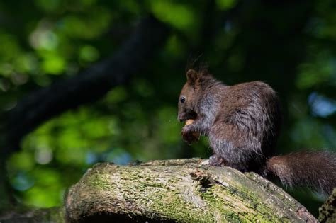Squirrel Tree Rodent To Free Photo On Pixabay