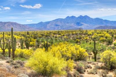 Fototapete W Ste Pflanzen In Arizona Nach Ma Myredro De