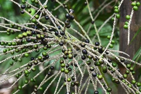 El 'boom' del açaí, una amenaza para la Amazonía