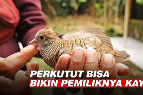 Asal Usul Dan Mitos Perkutut Udan Mas Benarkah Bisa Mendatangkan