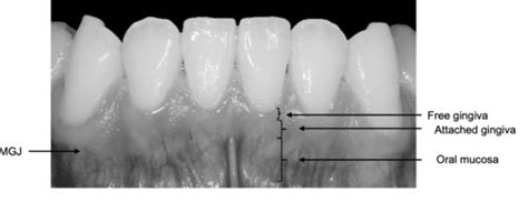 Perio Anatomy And Ultrastructure Of The Periodontium Flashcards Quizlet