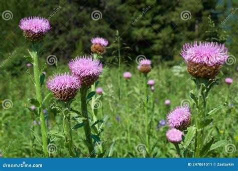 Leuzea Carthamoides Conocida Como Raíz Maral O Rhaponticum En El Medio