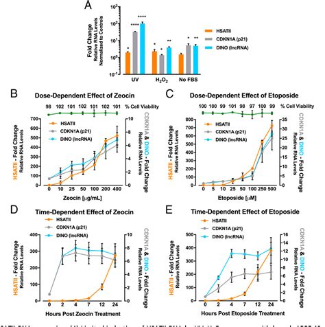 Figure From Hsatii Rna Is Induced Via A Noncanonical Atm Regulated