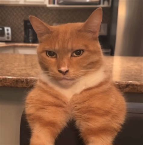 Cat Mewing Cat Memes Funny Cat Memes Cat Pics