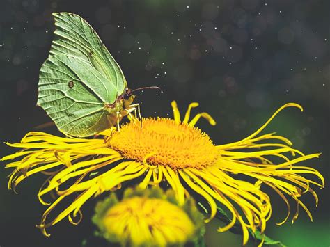 Mariposa Naturaleza Insecto Foto Gratis En Pixabay Pixabay