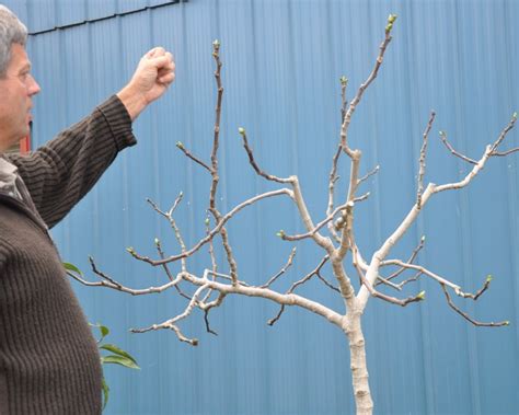 Pruning your Fig — Incredible Edibles - NZ’s Edible Plant Specialists