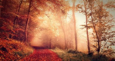 Wallpaper Sunlight Trees Landscape Forest Fall Leaves Nature Red Branch Sunrise