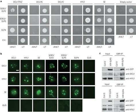 Elongator Interacts With Pri MiRNA Processing Factors A Yeast