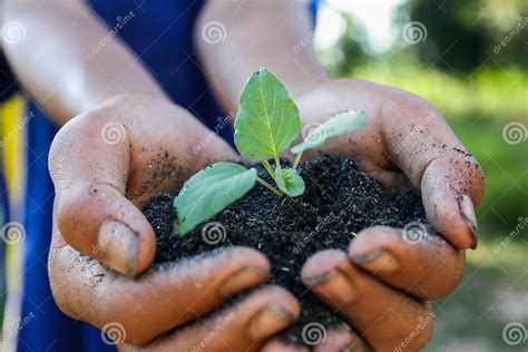 Human Hands Holding Green Small Plant New Life Concept Stock Image