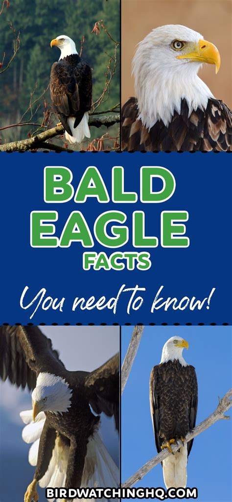 18 Bald Eagle Facts That Will Make You Soar With Joy! | Eagle facts