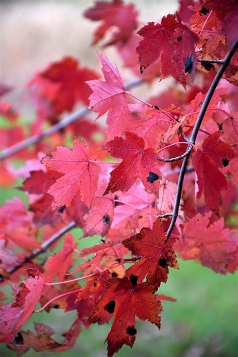 Redpointe Red Maple Clump Acer Rubrum Frank Jr In Macomb