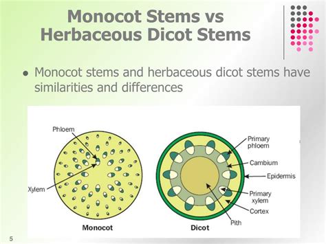 Herbaceous Dicot Stem Cross Section