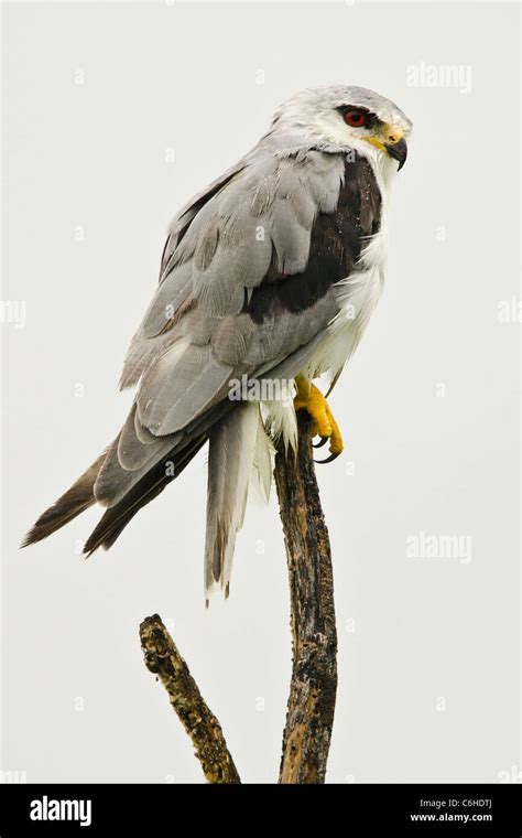 Black Winged Kite Elanus Caeruleus Perched On A Branch During Monsoon