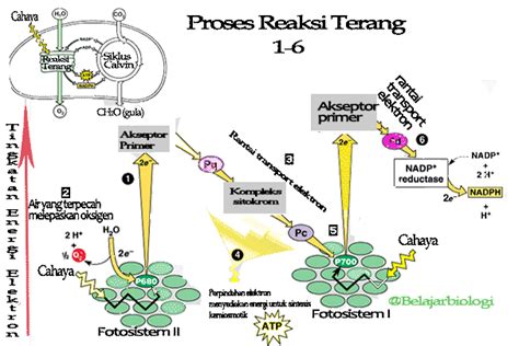 Pengertian Fotosintesis Prosesnya Lengkap Artikel Bermutu Diagram 61750 ...