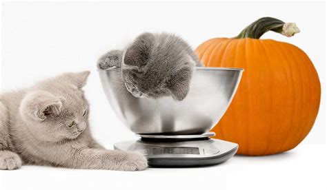 Is pumpkin good for your cat? - Catit