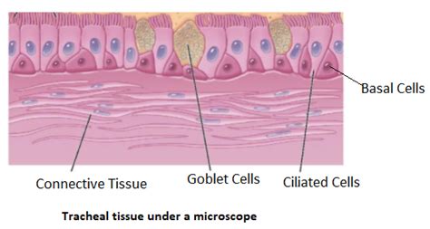 Ciliated Epithelial Cell Microscope