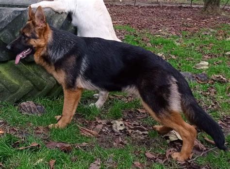 Chien Berger Allemand Skyla Des L Gendaires Nahauri