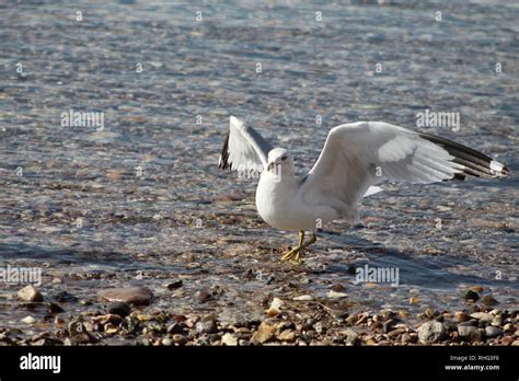 Birds Soaring Up Close Hi Res Stock Photography And Images Alamy