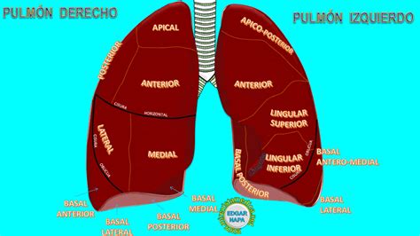 Lóbulos De Anatomía Pulmonar