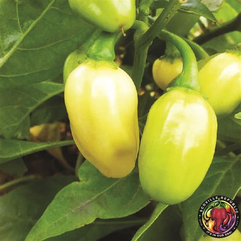 Habanero White Bullet™ Chilli Seeds Scoville Republic