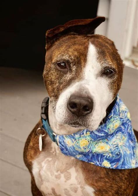 Meet Van Gogh The One Eared Dog Who Paints With His Tongue