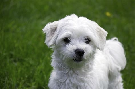 Maltese Dogs | Cherrydown Vets