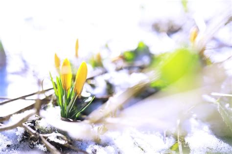 Spring Flowers White Crocus Snowdrops Sun Rays White And Yellow