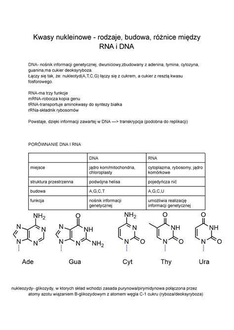 Sk Adniki Kwas W Nukleinowych Budowa Dna Organizacja Genomu Kwasy