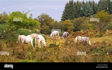 Garron Horse Hi Res Stock Photography And Images Alamy