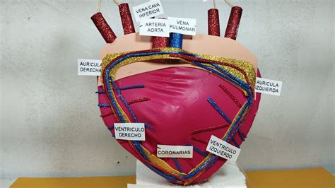 Maqueta Del CorazÓn Maqueta Del Corazon Con Movimientos Corazon