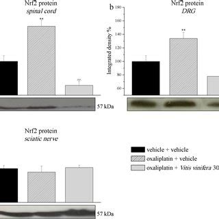 Protein Expression Levels Of Nrf In The Nervous System On Day The