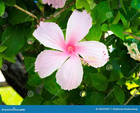 Pale Pink Hibiscus Flowers On A Green Background In A Tropical Garden