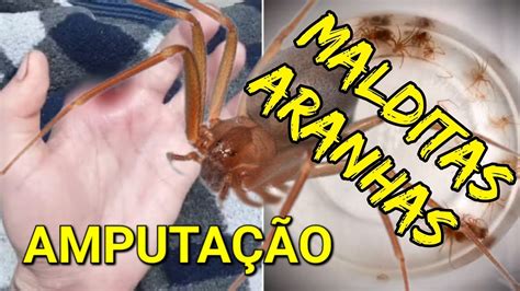 Aranhas Atacam Em Praia Grande YouTube