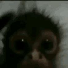 Confused Monkey GIFs | Tenor