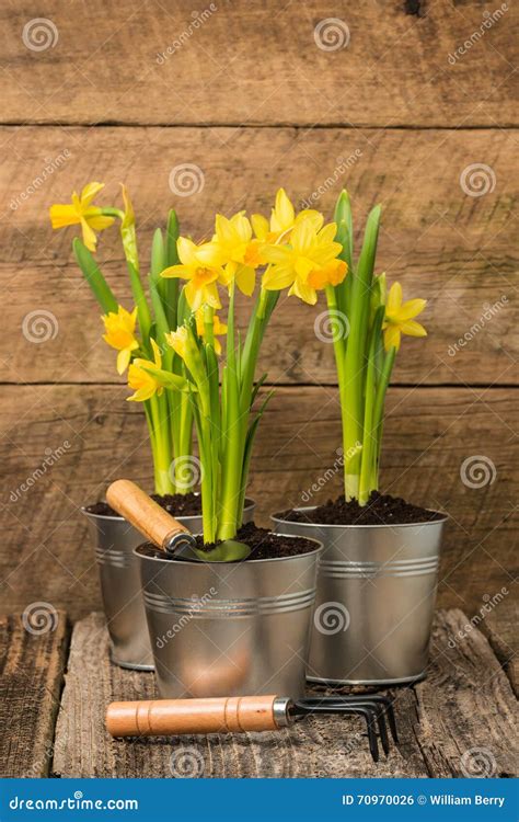 Daffodils On Rustic Background Portrait Stock Photo Image Of Green