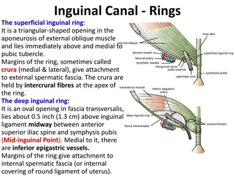 Inguinal Ring Anatomy