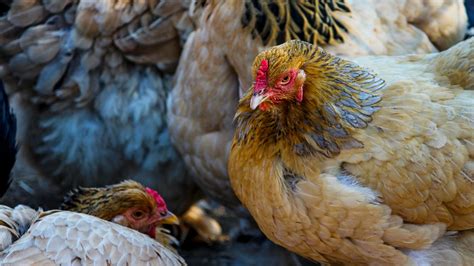 H Hnerhaltung Im Garten H Hner Gegen Schnecken Tipps