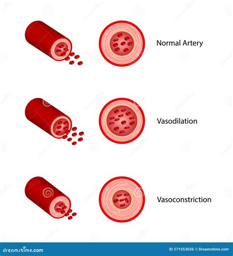 Arterial Vasoconstriction and Vasodilation. Comparison of Normal ...