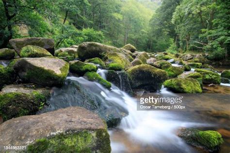 989 Dartmoor Forest Stock Photos, High-Res Pictures, and Images - Getty ...