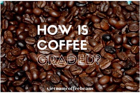 Understanding The Specialty Coffee Grading System