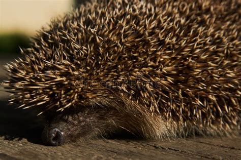 Wild Native Hedgehog Close Up Stock Image Image Of Hedgehog