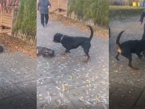 Uwaga Drastyczne Nagranie Agresywny Rottweiler Zaatakowa Na Osiedlu